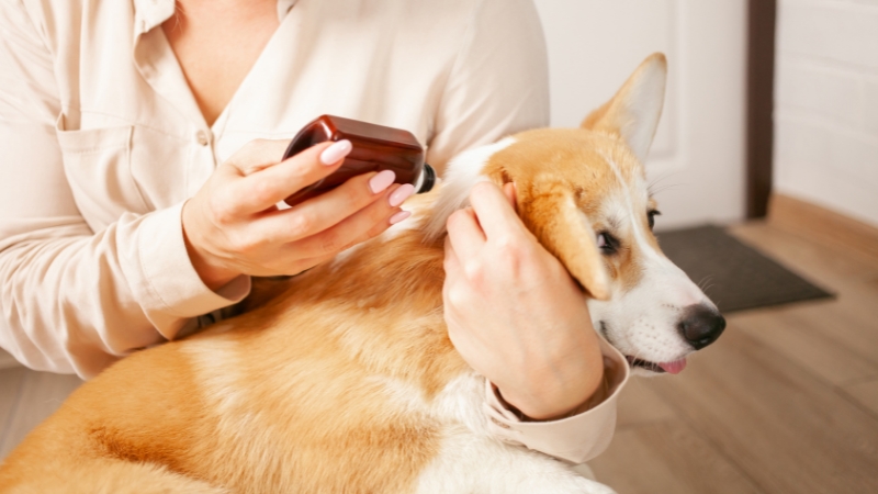 removing fleas from a dog through medication