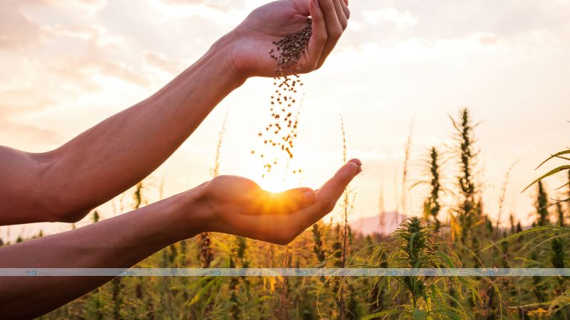 cannabis seed industry