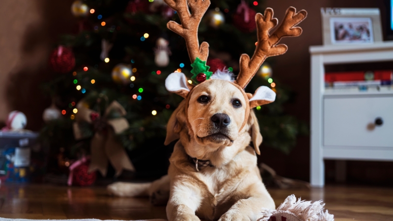 Pet Parents, Beware: This Article Will Test Your Willpower to Spoil Your Fur Baby!